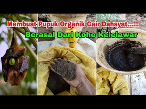 Membuat Pupuk Organik Dahsyat Dari Bahan Kohe Kelelawar Youtube