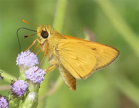 Butterflies Of New Mexico The Skippers Vi Folded Wing Skippers