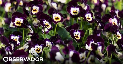 Investigadores Do Porto Exploram Benef Cios Das Flores Comest Veis Para