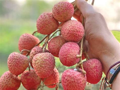 Oaxaca rico en frutas exóticas y tropicales Tiempo Digital MX