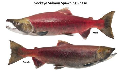 Sockeye Salmon Alchetron The Free Social Encyclopedia