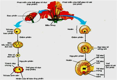 Sinh sản hữu tính ở thực vật