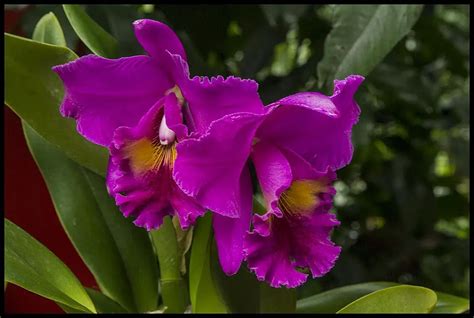 Tropical Flowering Plants You Must Have in Your Backyard | Pansy Maiden