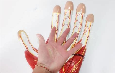 Hand Knuckles Anatomy