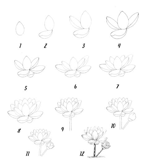 How To Draw Lotus Flower Lotus Flower Drawing Drawwiki Flower