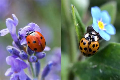 The Differences Between Ladybug vs Asian beetle - Gardening Dream