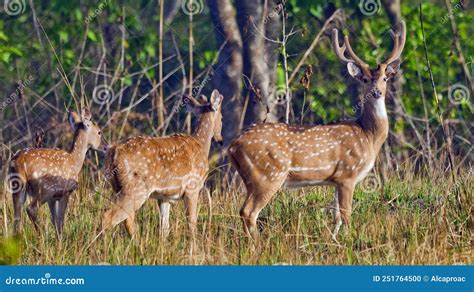 Spotted Deer Royal Bardia National Park Nepal Stock Photo Image Of