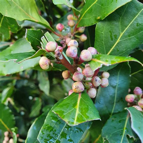 Laurus nobilis - Standard Bay
