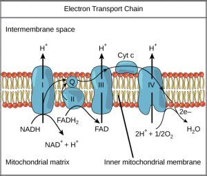 Aerobic Respiration, Part 3: Oxidative Phosphorylation – Principles of Biology