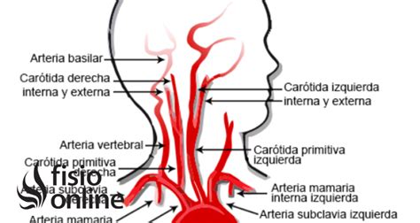 Vertebral Arteria Qué Es Ubicación Recorrido Ramificaciones Y