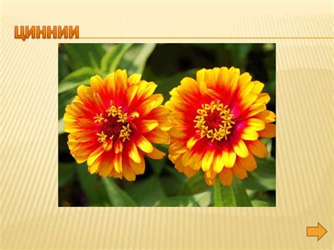 Однолетние цветочные растения - online presentation