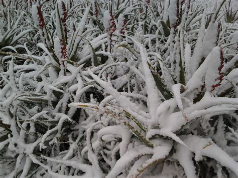 Aloe Arborescens Resistente Alle Basse Temperature Pianta Di Aloe