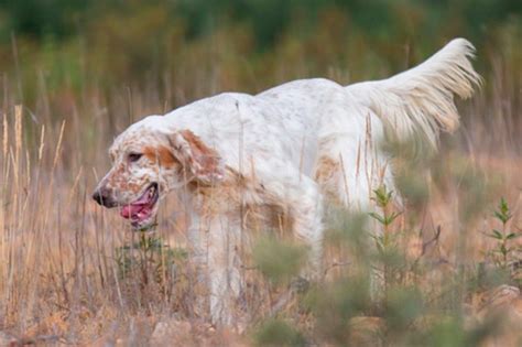 Las mejores razas españolas de perros de caza Blog Caza Chiruca