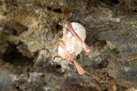 vampire bat are sleeping in the cave hanging on the ceiling period ...