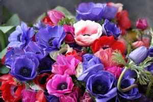 Купить луковицы Анемон с доставкой