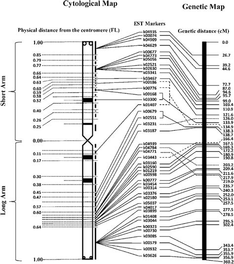 Cytological Left And Genetic Right Maps Of Chromosome H The