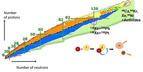 Neutron Rich Exotic Heavy Nuclei Produced In Multi Nucleon Transfer