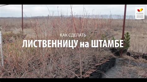 Как сделать лиственницу на штамбе - YouTube