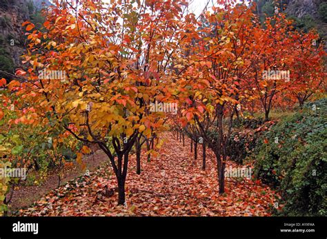 Persimmon Orchard In Fall Colors Qadisha Valley Northern Lebanon Stock