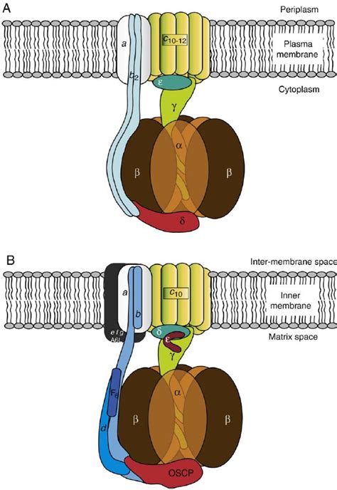 Schematic representation of the bacterial and mitochondrial F 1 F O ...