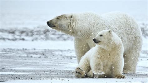 Petition · Polar Bear Conservation - Singapore · Change.org