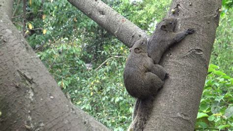 K Pallass Squirrel Have Sex Stock Footage Video Royalty Free Shutterstock