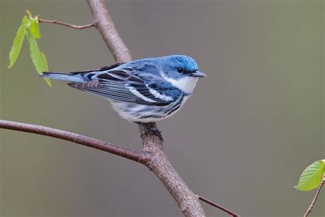 Cerulean Warbler 4