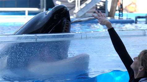 SeaWorld Claims Deadly Killer Whale "Chose" To Perform