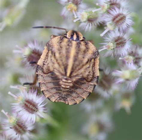 Streifenwanze Nymphe Streifenwanze Graphosoma Italicum Flickr