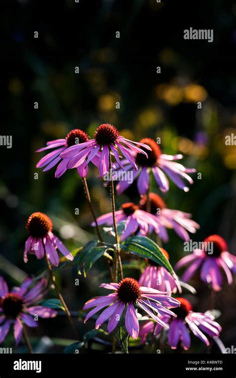 Echinacea Purpurea Pink Hi Res Stock Photography And Images Alamy