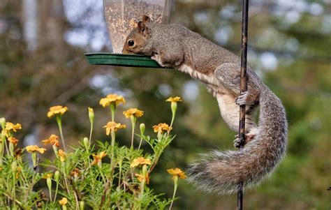 Ways To Keep Squirrels Off Your Feeders