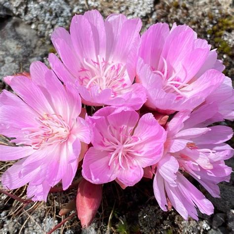 17 Types Of Popular Lewisia Pictorial Guide