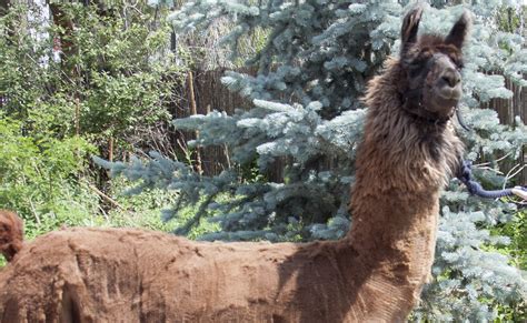 Llama Denver Zoo