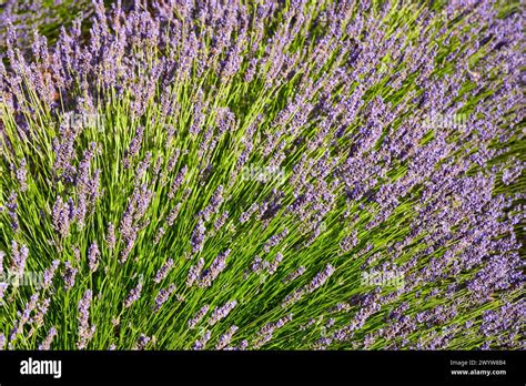 Cultivo Local De Lavanda Hi Res Stock Photography And Images Alamy