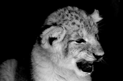 Black And White Lion Cub Free Stock Photo - Public Domain Pictures