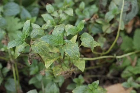 Ferrugem Nas Plantas O Que Como Evitar E Tratar A Doen A Alochapada