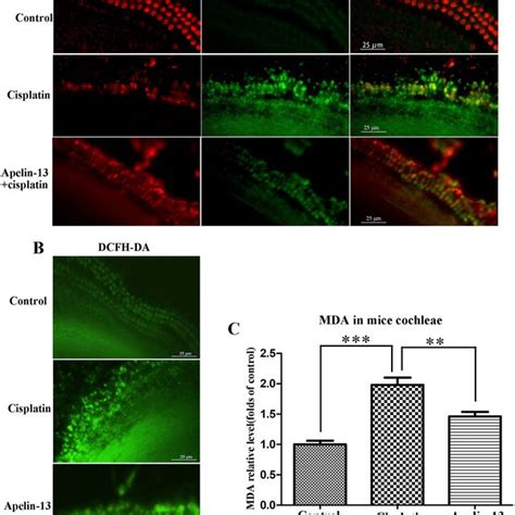 Apelin Attenuated Cisplatin Induced Mitochondrial Membrane Potential