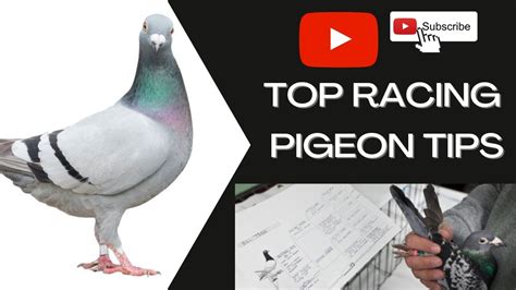 Understanding The Genetic Aspects Of Racing Pigeons Breeding Strategies