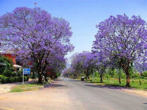 Names Of Flowering Trees In Pakistan Purple Flowering Tree In Sunset