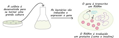 Exemplos De Dna Recombinante