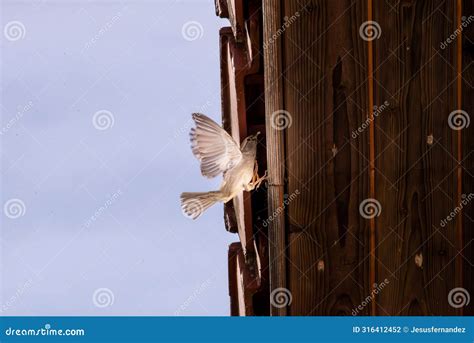 Sparrow Arriving To Feed Its Chicks Stock Photo Image Of Feather