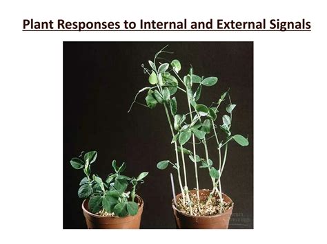 Ppt Plant Responses To Internal And External Signals Powerpoint Presentation Id 8643332