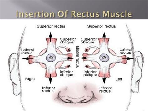 Anatomy Of Sclera