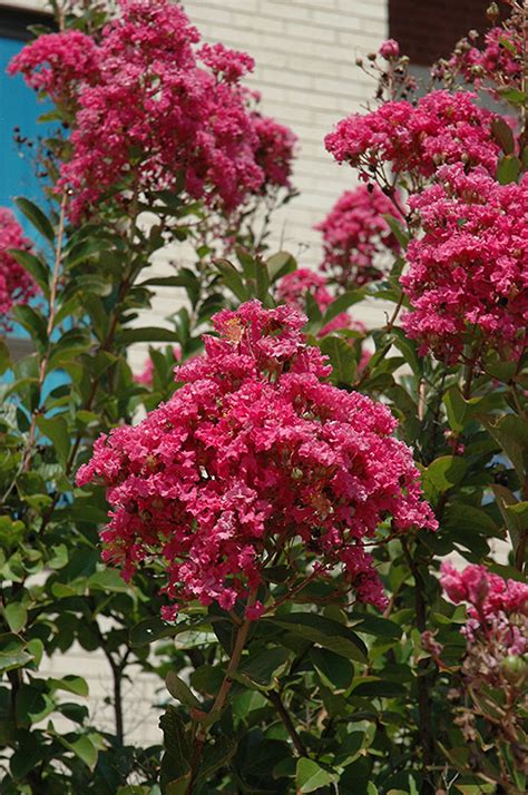 Miami Crapemyrtle (Lagerstroemia 'Miami') in Richmond Fairfax Loudoun Prince William Fredericks ...