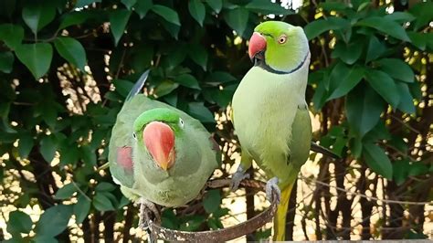 Funny Ringneck Parrot Feeding Alexandrine Parrot Youtube