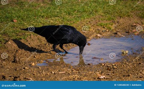 Crow Drinking Water Stock Images - Download 76 Royalty Free Photos