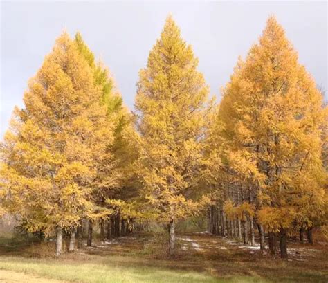 Siberian Larch Forestry