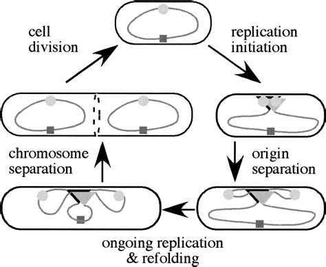 Origin Of Replication Bacteria