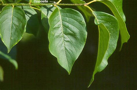 Syringa reticulata | Landscape Plants | Oregon State University