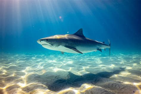 Can You Eat Shark? - Topsail Angler